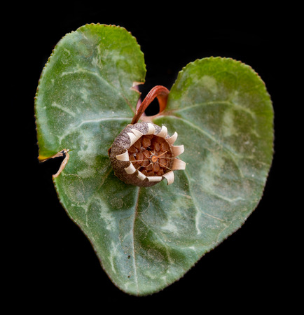 Deatails of Cyclamen green leaf and flower stamen.の写真素材