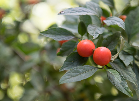 Fresh red healthy small tomatoes on the tomato plant.の写真素材