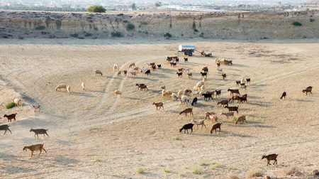 Group of goats and sheep farm animals feeding  in a grassland fieldの写真素材