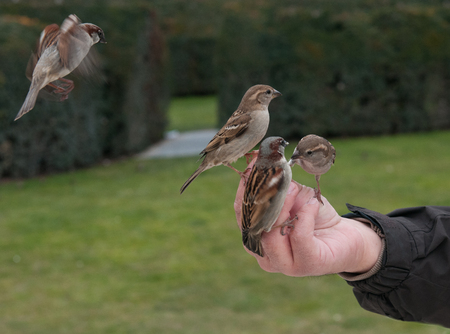 Group of Sparrow birds feeding with seed from a hand of a senior adultの写真素材
