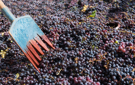 Shovel and black fresh grapes collected and ready to go to winery for producing wine red wine 