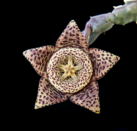 Fresh blooming Orbea variegata or carrion flower succulent plant isolated on a black backgroundの写真素材