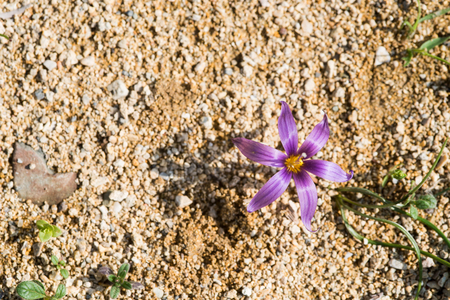 Fresh Sand crocus or Romulea Clusiana flower from the wild flowers species of Cyprusの写真素材