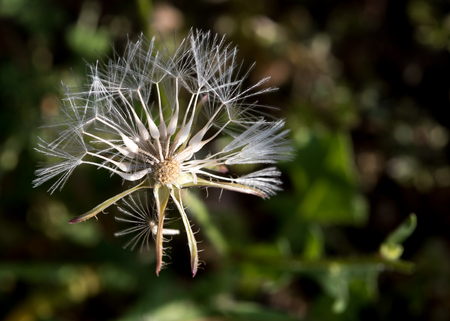 Close up of a Urospermum picroides wild flower commonly known as prickly goldenfleece  from the...