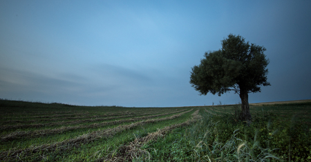 lonely olive tree on a wheat field with green plants and with moving clouds. Long Exposure photo.の写真素材