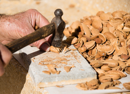 Senior adult cracking nut almond shells with a hammer to collect the healthy almonds. の写真素材