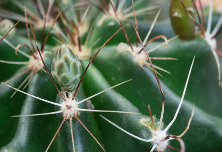 Cactus plant details with  thorns and new fresh blosssomの写真素材