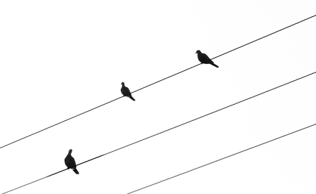 Silhouette of birds sitting and resting on electric cablesの写真素材