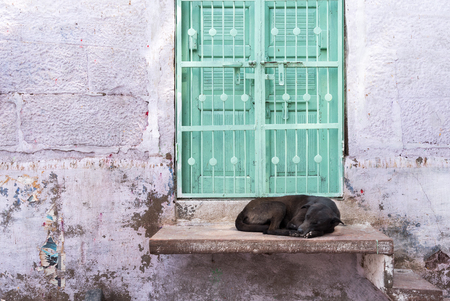 Black homeless street dog sleeping in front of a green door in Jodhpur city, Indiaの写真素材