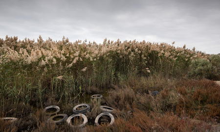 Rusty used vehicle  tires disposed on a reed field creating environmental pollutionの写真素材