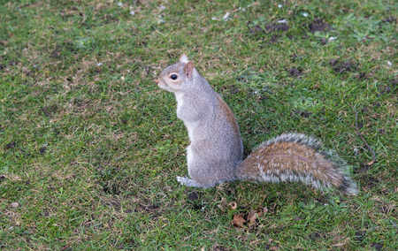 Portrait of a small beautiful  cute squirrel standing on the grass of a park.  