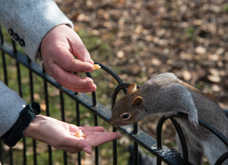 Beautiful Squirrel sitting on a rail and feeding nuts from a human hand. の写真素材