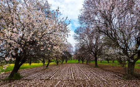 Beautiful field with almond trees full of white blossoms of flowers in the ground, early in spring.の写真素材