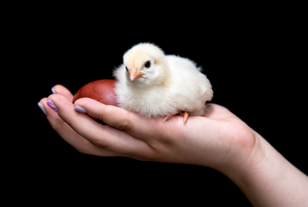 Hand of a young teenager holding a yellow baby chicken and an Easter  red egg. Concept of Easter celebrationsの写真素材