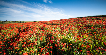 Countryside field full of red delicate poppy anemone flowers.の写真素材