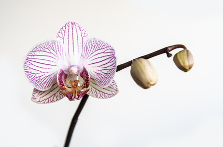 Beautiful fresh blooming Orchid Phalaenopsis flower with stems isolated on white background.の写真素材