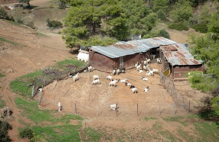 Traditional goat farm in the countryside of Cyprus. Goat animals are the major source of milk for...