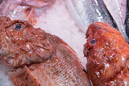 Close up details of healthy red mullet fish resting on ice on a fish market.