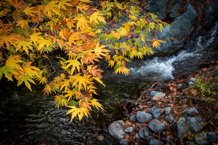 Yellow maple leaves on a tree above a river with flowing water in autumn from the beautiful countryside of cyprus.の写真素材