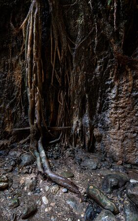 Giant tree roots on a rocky surface, symbol of life.の写真素材