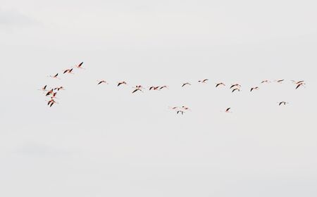 Group of flamingo exotic birds flying on the sky in a row. Copy space for textの写真素材