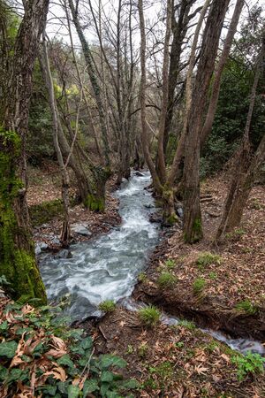 River flowing through a forest with tall trees, Troodos mountains cyprusの写真素材