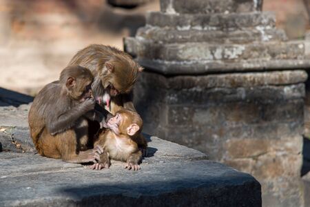 Monkey family holding a baby at a sacred temple in Nepalの写真素材