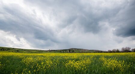Beautiful field with yellow flowers and blue cloudy sky welcoming spring. Wonderful nature backgroundの写真素材