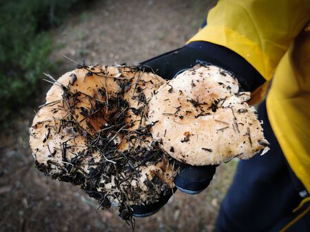 Human hand holding freshly cut healthy wild mushrooms.の写真素材