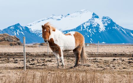 Icelandic horse in the horse farm at the valley near Kalta volcano mountain in Icelandの写真素材