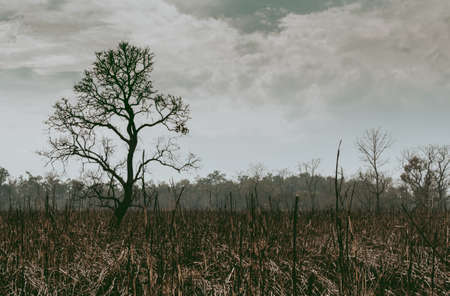 Silhouette of a lonely leafless tree in the rainforest jungle on a burnt land for deforestation....