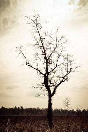 Silhouette of a leafless tree in the rainforest jungle against bright sky. Chitwan national park, Nepal Asiaの写真素材