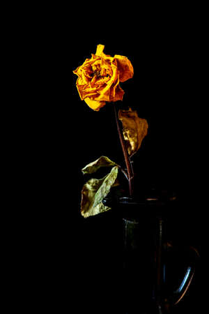 Dry yellow wilted and dead rose flower on a vase on a black background.の写真素材