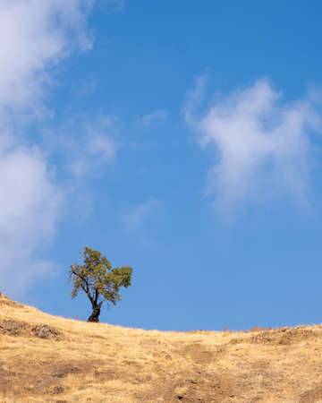Lonely tree on a dry field against blue skyの写真素材