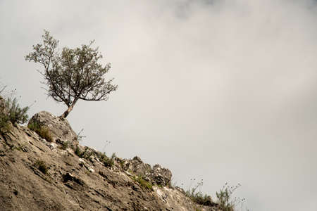 Lonely olive tree in the slope of the hill against cloudy sky.