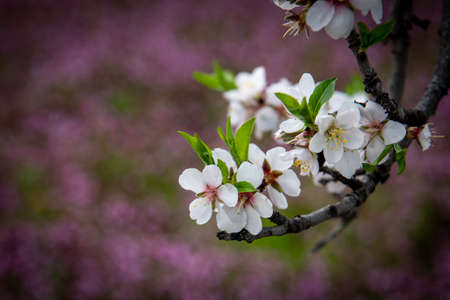 Plum white blooming blossom flowers in early spring. Springtime beauty
