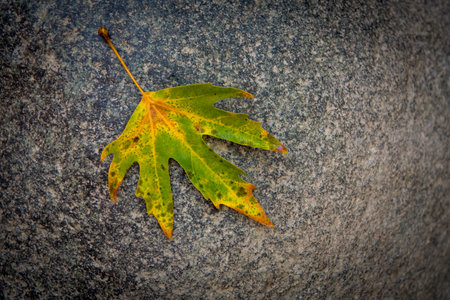 Single yellow dry maple leaf on the ground in autumn