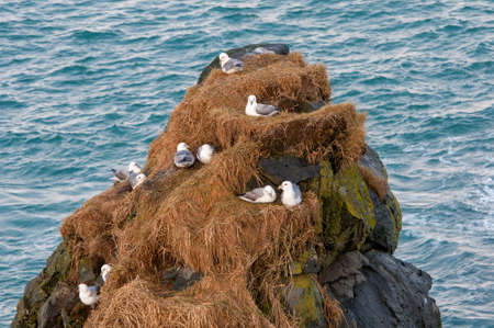 celand gulls resting on nests on a rock in the oceanの写真素材