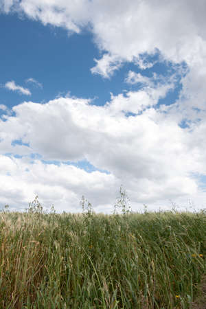 Green agriculture cereal field against cloud sky in spring