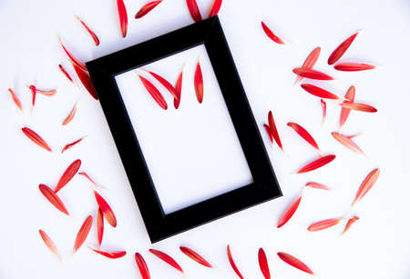 Flower composition with black photo frame on a white background. Red marguerite flower petals. Flat lay top view with copy spaceの写真素材