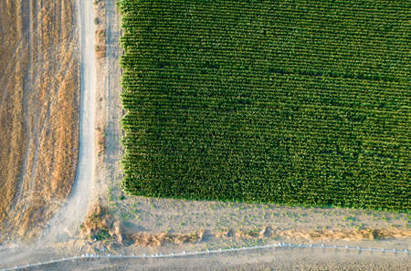 Aerial view with a drone of a green corn field in Cyprus. Agriculture harvestingの写真素材