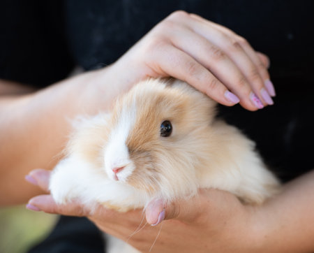 Young beautiful woman holding a black rabbit pet animal. Domestic animal caringの写真素材