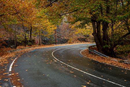 Forest landscape, yellow trees and empty curved road in autumnの写真素材