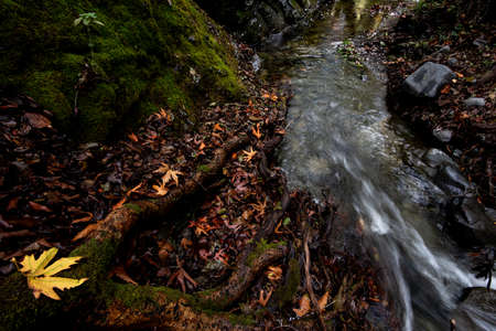 River flowing with maple leaves on the rocks on the riverside in autumn seasonの写真素材