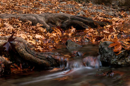 Waterfall and river flowing with maple leaves on the rocks on the river in Autumnの写真素材