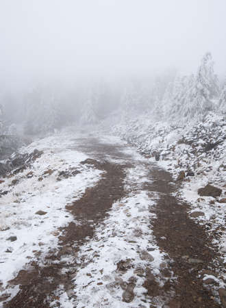 Winter forest landscape with frozen rural hikking trailの写真素材