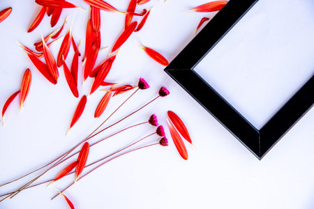 Flower composition with black photo frame on a white background. Red marguerite flower petals Flat lay top view with copy spaceの写真素材