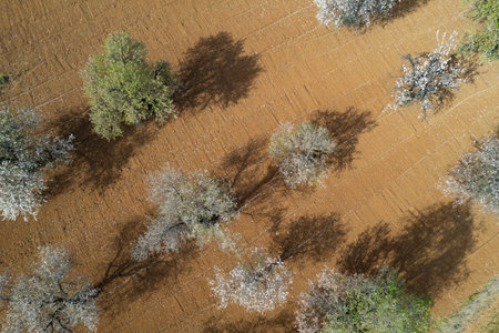 Drone scene of almond trees in spring covered with white blossoms. Top view, drone landscape panoramaの写真素材