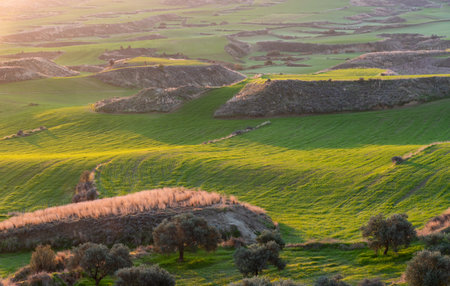 Agriculture farmland field at sunrise. Green meadow landの写真素材