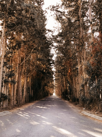 Empty forest asphlat rural road. Exploration and discovery